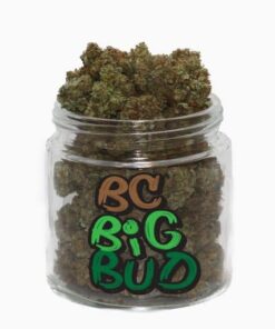 BC Big Bud weed