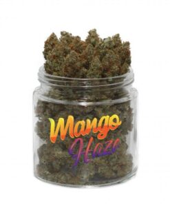 Mango Haze Weed